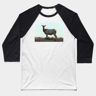 Tule Elk Cow Baseball T-Shirt